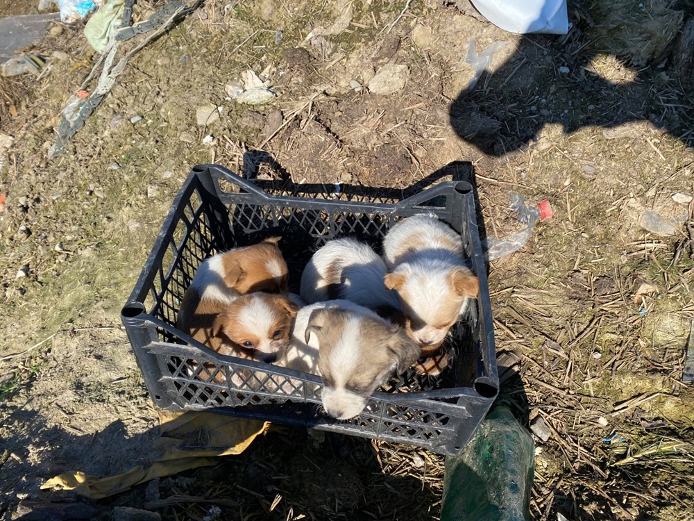 Ce se întâmplă cu câinii nimănui atunci când ajung la ROLDA - 2