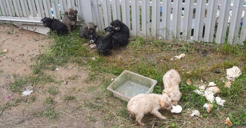 Ce se întâmplă cu câinii nimănui atunci când ajung la ROLDA?